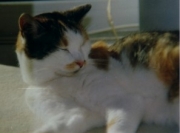 maxi01.jpg