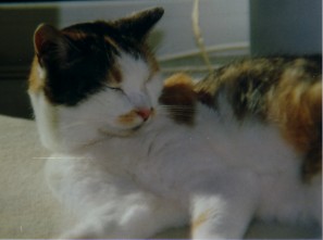 maxi01.jpg