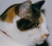 maxi03.jpg