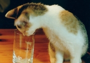 maxi05.jpg