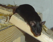 04.jpg