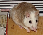 enrico.jpg