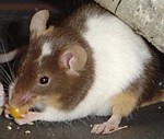 frieda.jpg