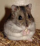 gerda.jpg