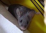 leonie.jpg
