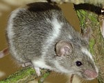 ratz.jpg