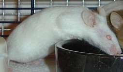schneewittchen.jpg