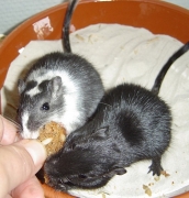 brot01.jpg