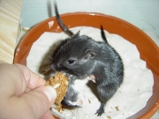 brot02.jpg